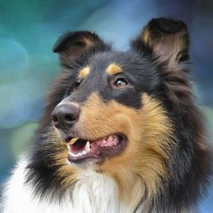 Meet your Posher, Louis